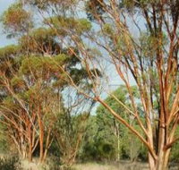 Myall Park Botanic Garden - Accommodation Brisbane