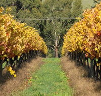 Wild Dog Winery  Restaurant - Accommodation Brisbane