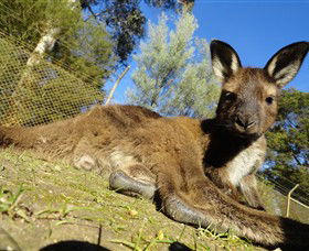 Ballarat Wildlife Park - Accommodation Brisbane 0