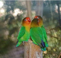 Ballarat Bird World - Accommodation Brisbane