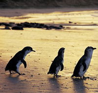 Phillip Island Nature Park - Accommodation Brisbane