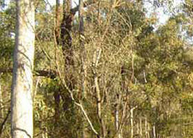 Warby-Ovens National Park - Accommodation Brisbane 0