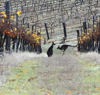 Blue Pyrenees Estate - Accommodation Brisbane