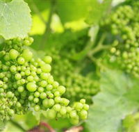 Waratah Hills Vineyard - Accommodation Brisbane