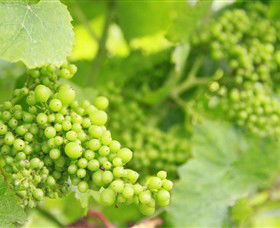 Waratah Hills Vineyard - Accommodation Brisbane 0