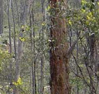 Heathcote-Graytown National Park - Accommodation Brisbane