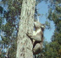 Creswick Regional Park - Accommodation Brisbane