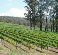 Piedmont Vineyard - Accommodation Brisbane