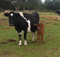 Animal Land Children's Farm - Accommodation Brisbane