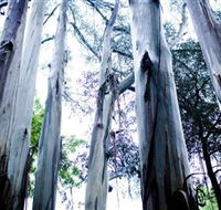 Dandenong Ranges National Park - Accommodation Brisbane