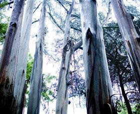 Dandenong Ranges National Park - Accommodation Brisbane 0
