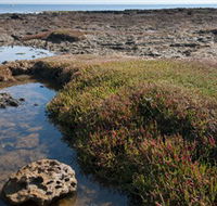 Ricketts Point Marine Sanctuary - Accommodation Brisbane