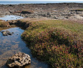 Ricketts Point Marine Sanctuary - Accommodation Brisbane 0
