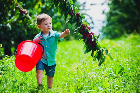 Cherryhill Orchards - Accommodation Brisbane 2