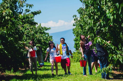 Cherryhill Orchards - Accommodation Brisbane 4