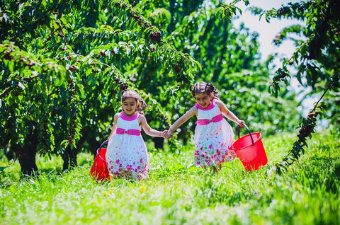 Cherryhill Orchards - Accommodation Brisbane 6