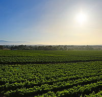 GREENSTONE VINEYARDS - Accommodation Brisbane