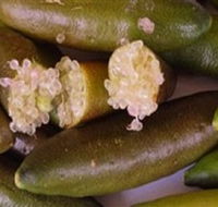 Sandy Creek Olives and Finger Limes - Accommodation Brisbane