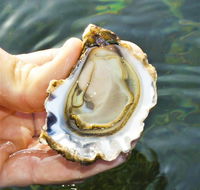 The Oyster Pot - Accommodation Brisbane