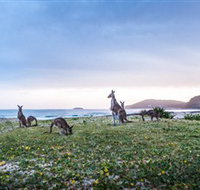 Pebbly Beach - Accommodation Brisbane