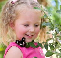 Coffs Harbour Butterfly House - Accommodation Brisbane