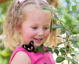 Coffs Harbour Butterfly House - Accommodation Brisbane 0