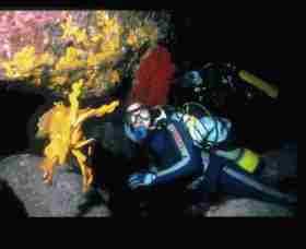 Solitary Islands Marine Park - Accommodation Brisbane 0