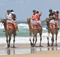 Camel Rides with Coffs Coast Camels - Accommodation Brisbane