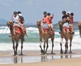 Camel Rides With Coffs Coast Camels - Accommodation Brisbane 0