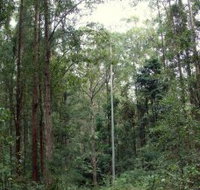 Bongil Bongil National Park - Accommodation Brisbane