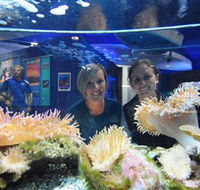 Solitary Islands Aquarium - Accommodation Brisbane