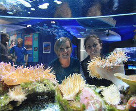 Solitary Islands Aquarium - Accommodation Brisbane 0
