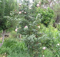 Tombstone Estate Vineyard - Accommodation Brisbane