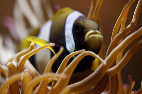 Solitary Islands Aquarium - Accommodation Brisbane 1