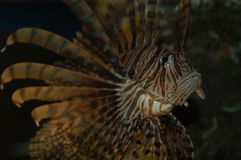 Solitary Islands Aquarium - Accommodation Brisbane 4