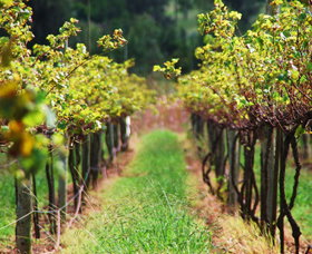 Fussy Grape Winery - Accommodation Brisbane 2