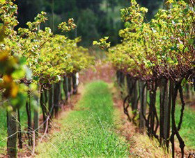 Fussy Grape Winery - Accommodation Brisbane 1