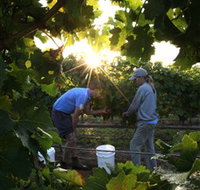 Oakdene Vineyards Restaurant and Cellar Door - Accommodation Brisbane