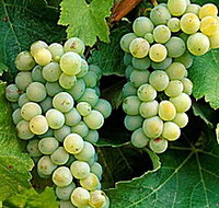 Clover Hill Vineyard - Accommodation Brisbane