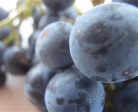 Cannibal Creek Vineyard - Accommodation Brisbane 2