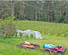 Peveril Vineyard/Beechy Berries - Accommodation Brisbane 1