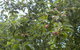 Tin Shed Cider - thumb 1