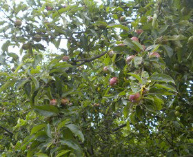 Tin Shed Cider - Accommodation Brisbane 1