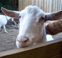 Drysdale Cheeses - Accommodation Brisbane