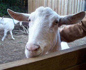 Drysdale Cheeses - Accommodation Brisbane 0