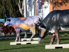 Drysdale Cheeses - Accommodation Brisbane 6