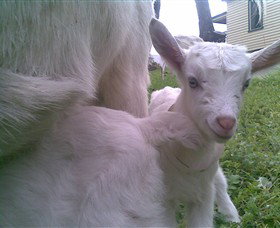 Drysdale Cheeses - Accommodation Brisbane 3