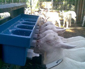 Drysdale Cheeses - Accommodation Brisbane 9