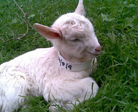 Drysdale Cheeses - Accommodation Brisbane 12