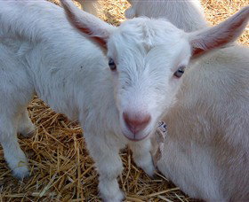 Drysdale Cheeses - Accommodation Brisbane 14